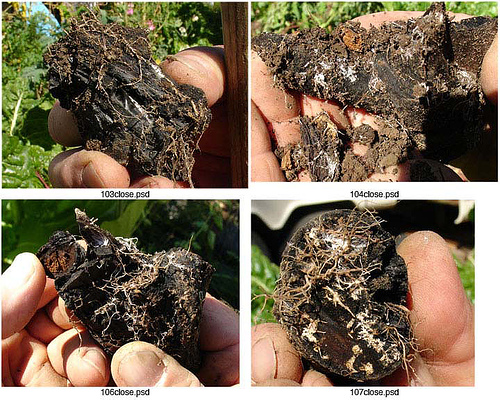 Charcoal placed in a fertile garden for a few months showing how crop roots (Swiss chard) and fungi are attached to this medium as habitat
