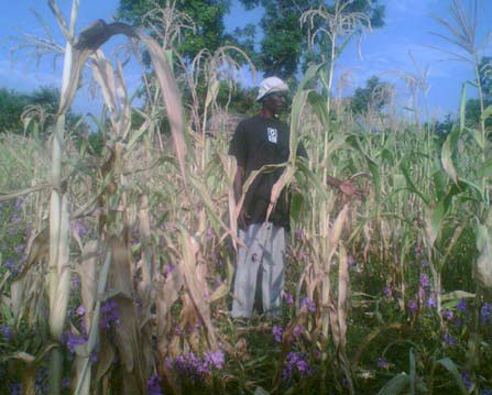 Maize, no compost, no biochar 